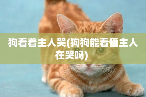 狗看著主人哭(狗狗能看懂主人在哭嗎) 
