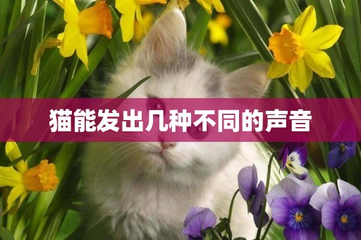 貓能發出幾種不同的聲音