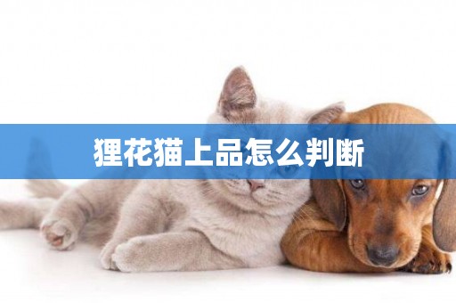貍花貓上品怎么判斷
