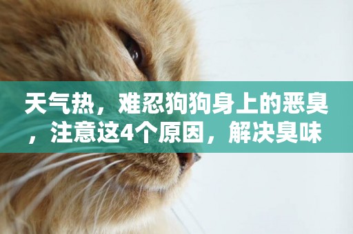 天氣熱，難忍狗狗身上的惡臭，注意這4個原因，解決臭味 
