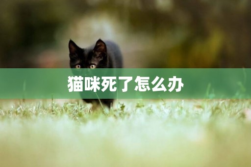 貓咪死了怎么辦