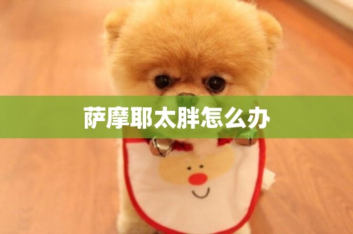 薩摩耶太胖怎么辦