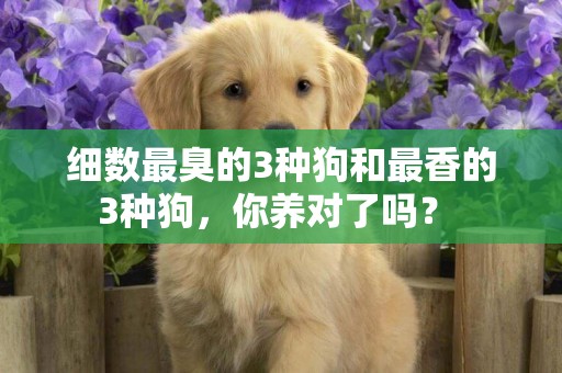 細數最臭的3種狗和最香的3種狗，你養對了嗎？ 