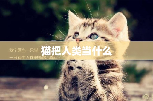 貓把人類當什么