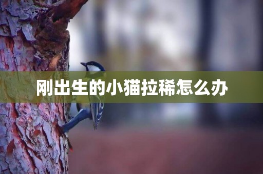 剛出生的小貓拉稀怎么辦