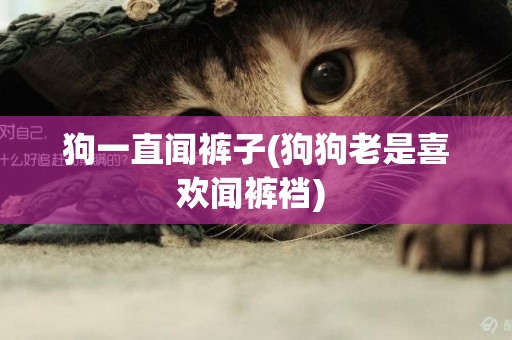 狗一直聞褲子(狗狗老是喜歡聞褲襠) 