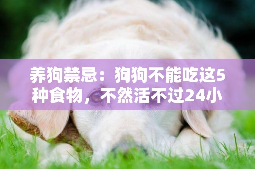 養狗禁忌：狗狗不能吃這5種食物，不然活不過24小時 