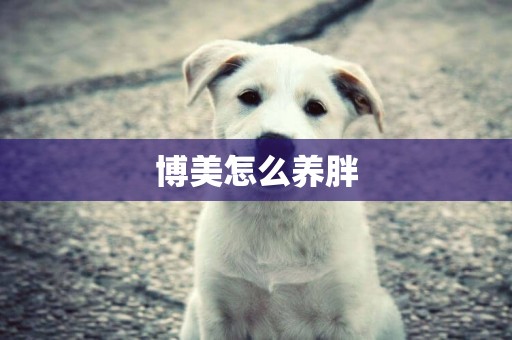 博美怎么養胖