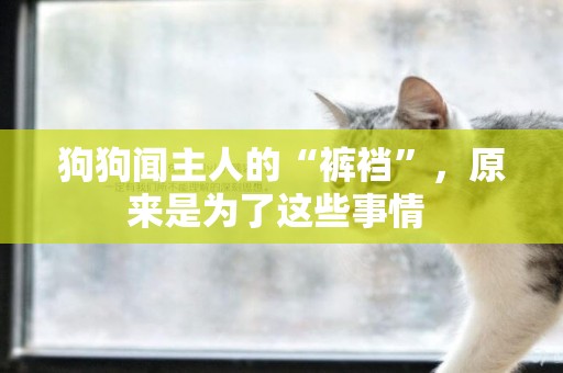 狗狗聞主人的“褲襠”，原來是為了這些事情 
