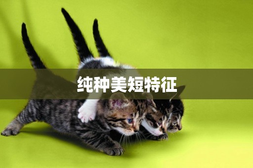 純種美短特征