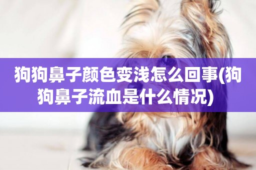 狗狗鼻子顏色變淺怎么回事(狗狗鼻子流血是什么情況) 
