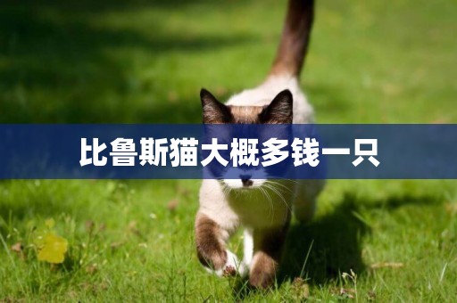 比魯斯貓大概多錢一只