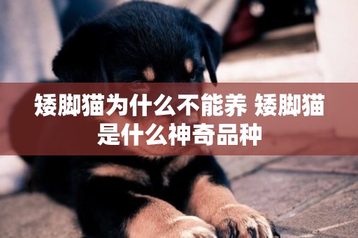 矮腳貓為什么不能養 矮腳貓是什么神奇品種