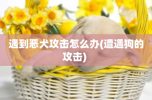 遇到惡犬攻擊怎么辦(遭遇狗的攻擊) 