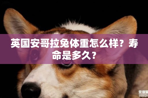 英國安哥拉兔體重怎么樣？壽命是多久？
