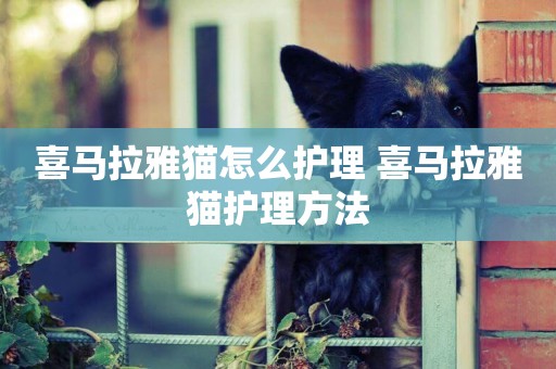 喜馬拉雅貓怎么護理 喜馬拉雅貓護理方法