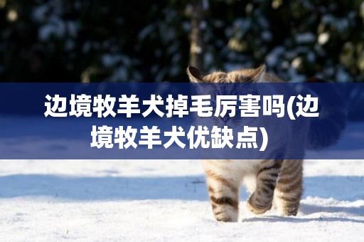 邊境牧羊犬掉毛厲害嗎(邊境牧羊犬優缺點) 