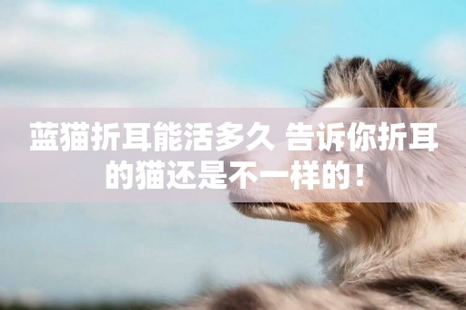 藍貓折耳能活多久 告訴你折耳的貓還是不一樣的！