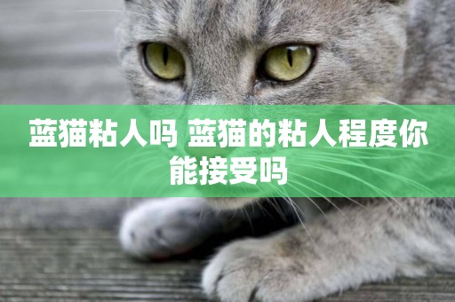 藍貓粘人嗎 藍貓的粘人程度你能接受嗎