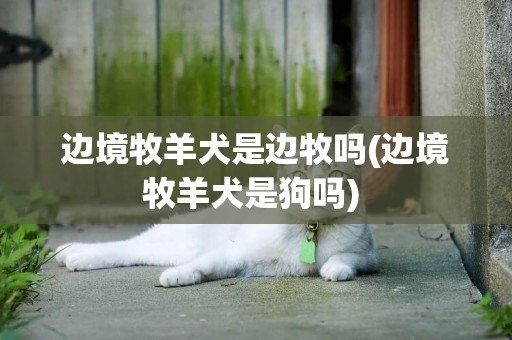 邊境牧羊犬是邊牧嗎(邊境牧羊犬是狗嗎) 