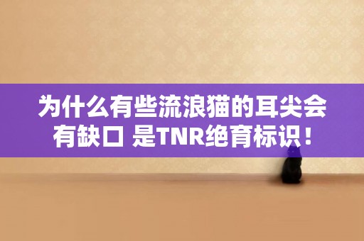 為什么有些流浪貓的耳尖會有缺口 是TNR絕育標識！