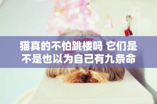 貓真的不怕跳樓嗎 它們是不是也以為自己有九條命 貓真的不怕跳樓嗎 它們是不是也以為自己有九條命