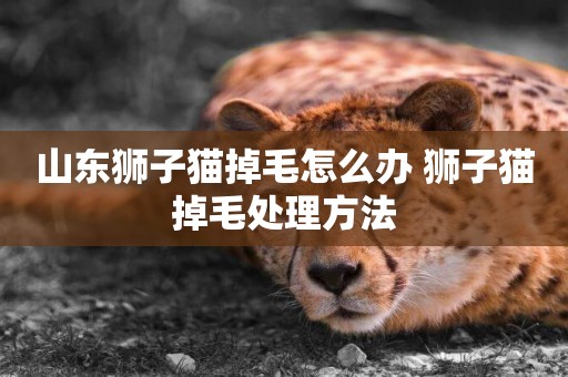 山東獅子貓掉毛怎么辦 獅子貓掉毛處理方法