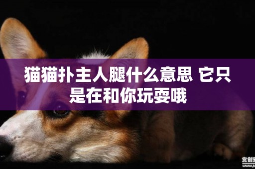 貓貓撲主人腿什么意思 它只是在和你玩耍哦