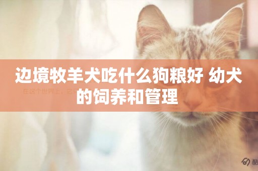邊境牧羊犬吃什么狗糧好 幼犬的飼養和管理 