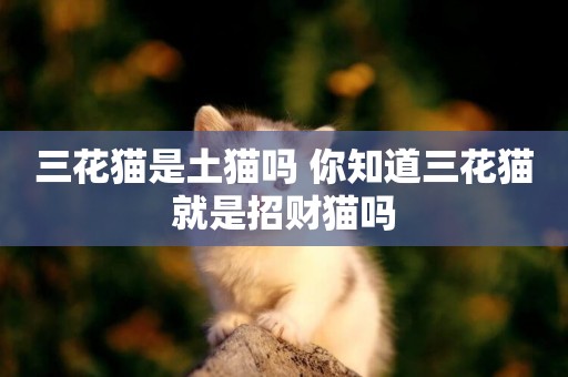 三花貓是土貓嗎 你知道三花貓就是招財貓嗎 三花貓是土貓嗎 你知道三花貓就是招財貓嗎