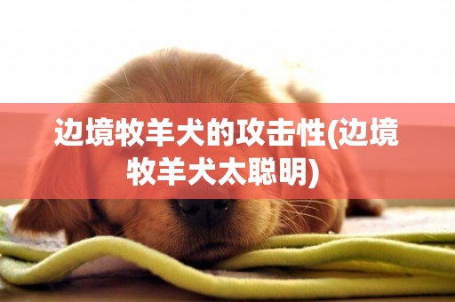 邊境牧羊犬的攻擊性(邊境牧羊犬太聰明) 