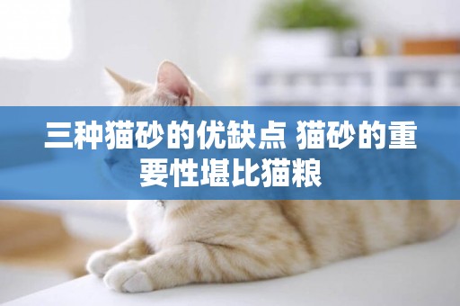 三種貓砂的優缺點 貓砂的重要性堪比貓糧
