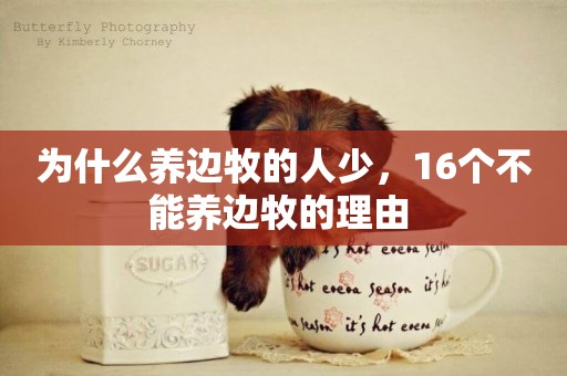 為什么養邊牧的人少，16個不能養邊牧的理由 
