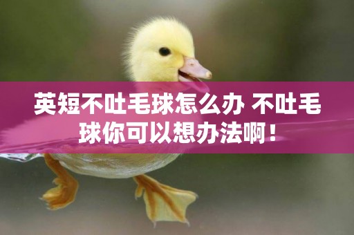 英短不吐毛球怎么辦 不吐毛球你可以想辦法啊！