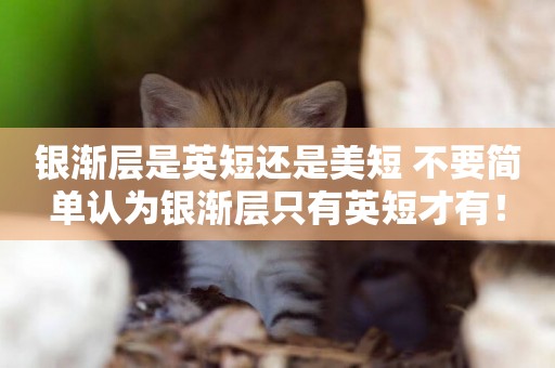 銀漸層是英短還是美短 不要簡單認為銀漸層只有英短才有！
