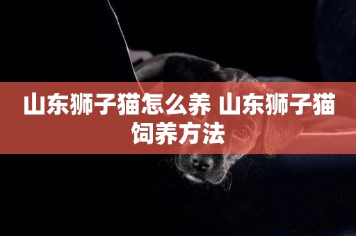 山東獅子貓怎么養 山東獅子貓飼養方法