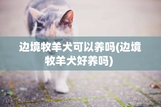 邊境牧羊犬可以養嗎(邊境牧羊犬好養嗎) 
