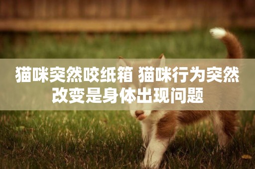 貓咪突然咬紙箱 貓咪行為突然改變是身體出現問題