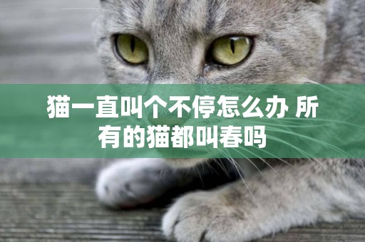 貓一直叫個不停怎么辦 所有的貓都叫春嗎