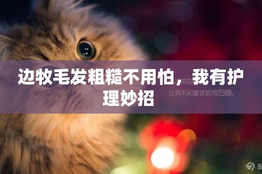 邊牧毛發粗糙不用怕，我有護理妙招 