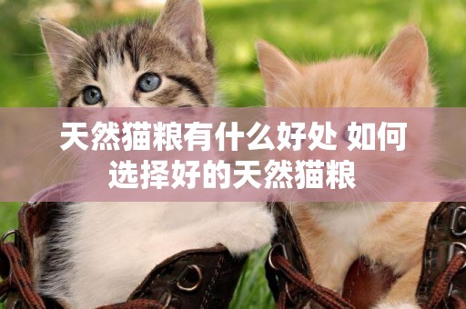 天然貓糧有什么好處 如何選擇好的天然貓糧