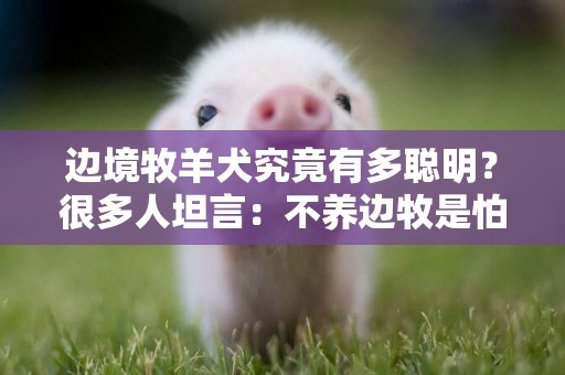 邊境牧羊犬究竟有多聰明？很多人坦言：不養邊牧是怕他嫌棄我笨 