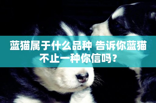 藍貓屬于什么品種 告訴你藍貓不止一種你信嗎？