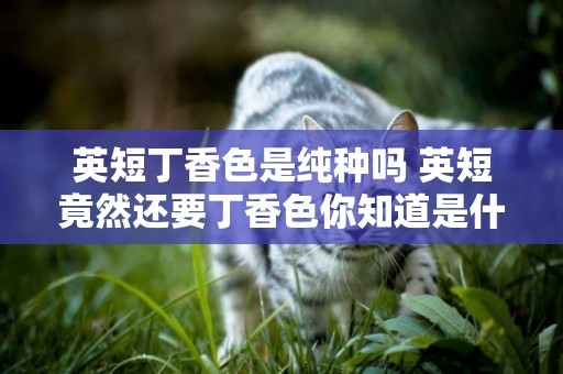 英短丁香色是純種嗎 英短竟然還要丁香色你知道是什么嗎