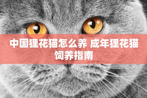 中國貍花貓怎么養 成年貍花貓飼養指南
