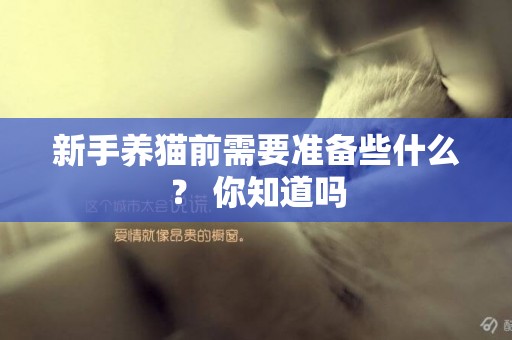 新手養貓前需要準備些什么？ 你知道嗎
