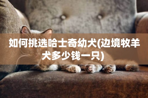 如何挑選哈士奇幼犬(邊境牧羊犬多少錢一只) 