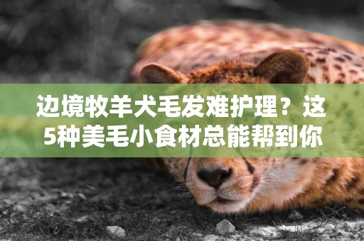 邊境牧羊犬毛發難護理？這5種美毛小食材總能幫到你！ 