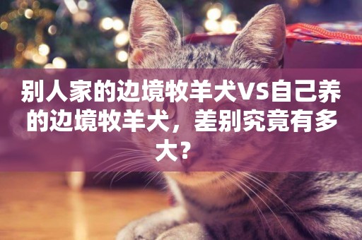 別人家的邊境牧羊犬VS自己養的邊境牧羊犬，差別究竟有多大？ 