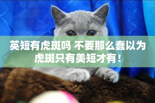 英短有虎斑嗎 不要那么蠢以為虎斑只有美短才有！